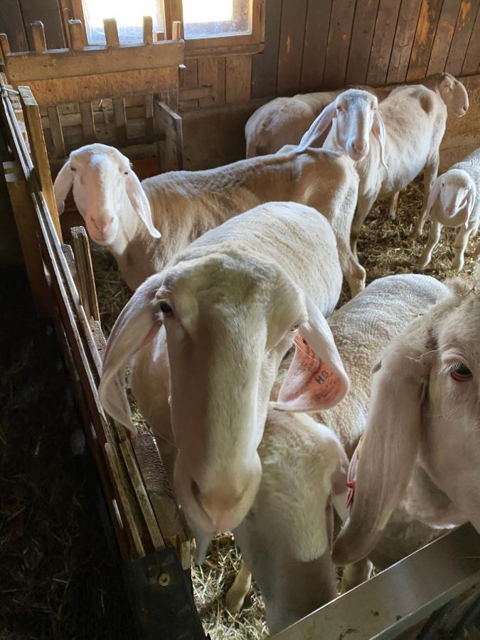 Ferienwohnung Alma Pflach Dış mekan fotoğraf